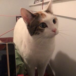 Meet your Posher, Madison